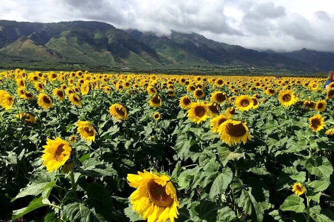Maui Island Private Day Tour - Potential Drawbacks and Considerations