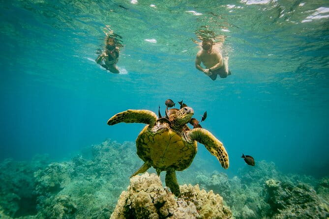 Molokini Snorkel Trip 2-Hour From Kihei - Who Should Consider This Tour?