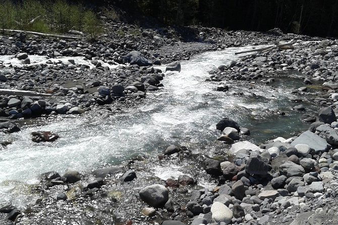 Mt Rainier Private Tour Experience in SUV - The Experience from a Traveler’s Perspective
