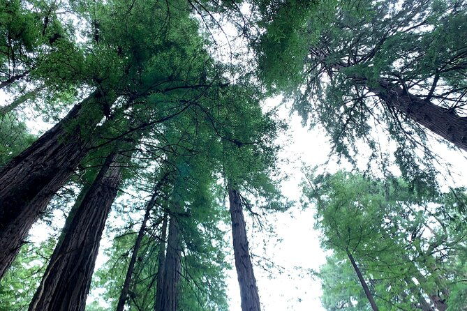 Muir Woods, Sausalito and Golden Gate Bridge - Authentic Experiences and Genuine Insights