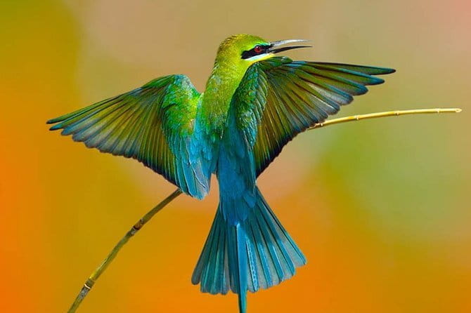 Muthurajawela Bird Watching Tour From Colombo & Negombo - Who Will Love This Experience?