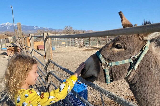Nature Health Farms Alpaca Farm Petting Zoo Pahrump Death Valley - Who Will Love This Experience?