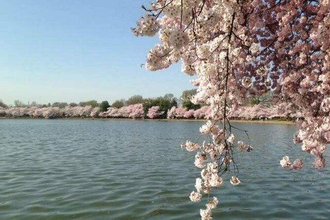New York to Washington D.C. Spring Cherry Blossom Full-Day Tour - Exploring the Cherry Blossoms: East Potomac Park & Hains Point Loop