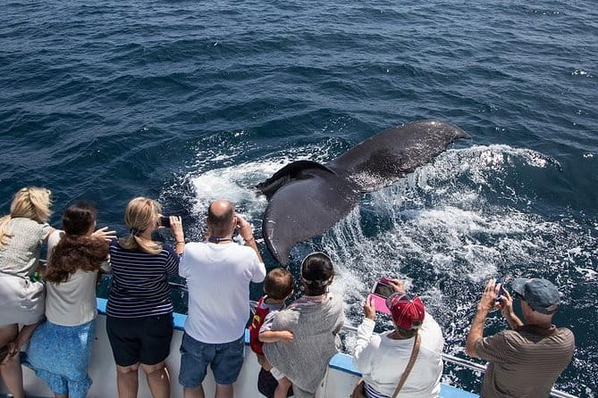 Newport Beach Whale and Dolphin Watching Cruise - The Value of the Experience