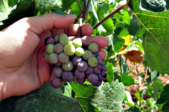 North Texas Wineries & Vineyards Tour & Tastings-6 person minimum - Included and Not Included