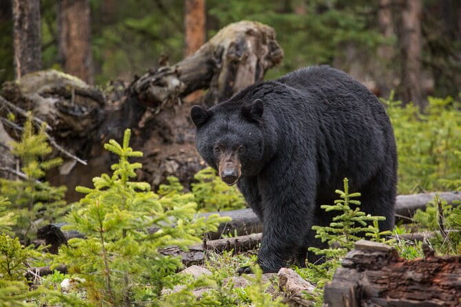 Northern Yellowstone Safari from Cody, WY - Who Will Love This Tour?