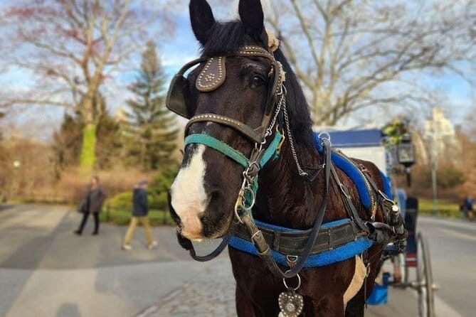 NYC Horse and Carriage Central Park Tours - What to Expect During the Ride