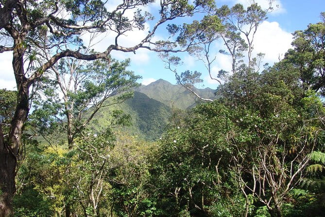 Oahu Volcanic Rainforest Hiking Adventure - Practical Tips for Participants