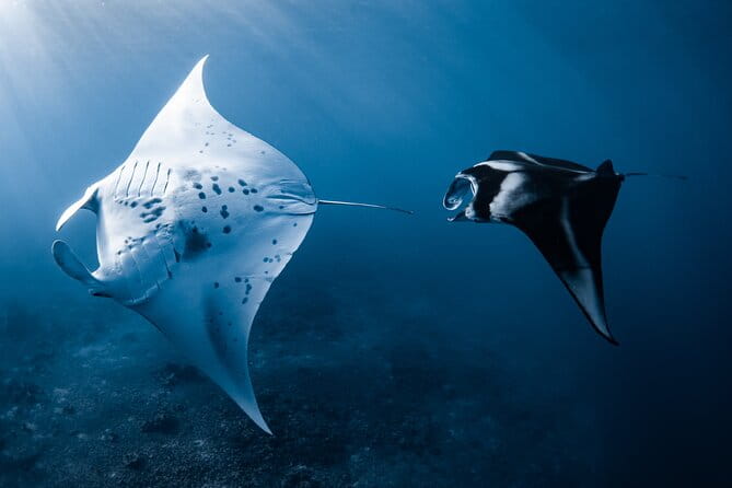 Offshore Safari Adventure in Kona with Underwater Videos - Who Should Book This Tour?