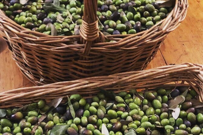Olive Oil, Cheese, and Wine Tasting with Local Expert - The Itinerary and What to Expect