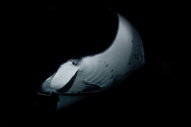 One Tank Manta Night Dive and Snorkel - Why This Tour Is a Great Choice