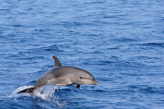 Pelagic Wildlife Excursion - What You Can Expect to See