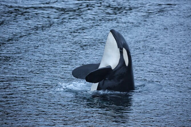 Premier Whale Watching and Wildlife Tour - Why You Should Consider Booking