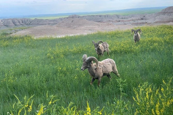 Premiere Private Badlands Day Tour - The Experience: Comfort Meets Adventure