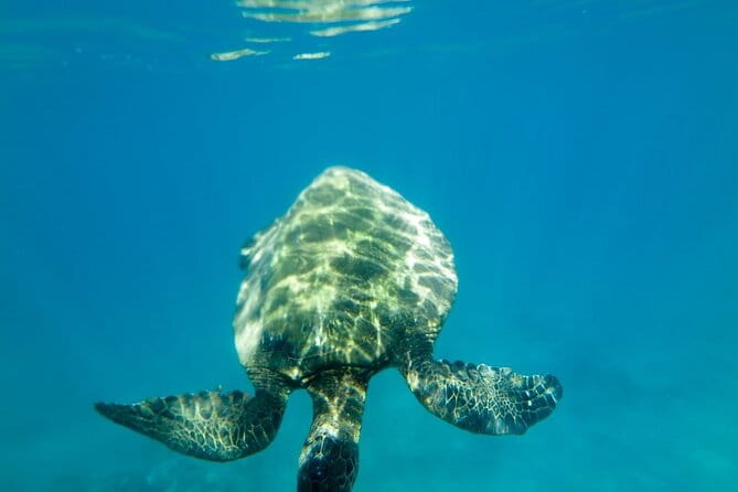 Private Beginner Paddleboard Lesson with Snorkel in Turtle Town - Why This Tour Is a Great Value