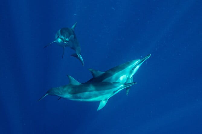 Private Big Island Snorkeling - Why This Tour Offers Great Value