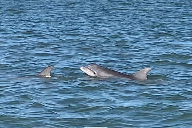 Private Charleston Dolphin and Eco Boat Tour - The Experience: What Travelers Say