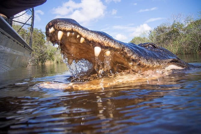 Private Everglades Airboat Tour including hotel pick up and Everglades specialist - Who Should Book This Tour?
