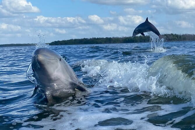 Private Everglades National Park Photography, Birding and Wildlife Safari - The Cost and Its Value