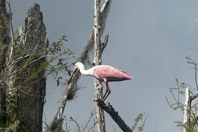 Private Guided Everglades Kayak Tour - Who Would Benefit Most from This Tour?