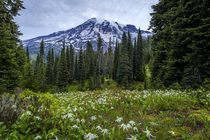 Private Mt Rainier National Park Day Trip from Seattle - Is the Price Worth It?
