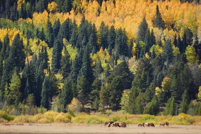 Private Rocky Mountain National Park 4 Hour Tour - Authentic Experiences from Past Travelers