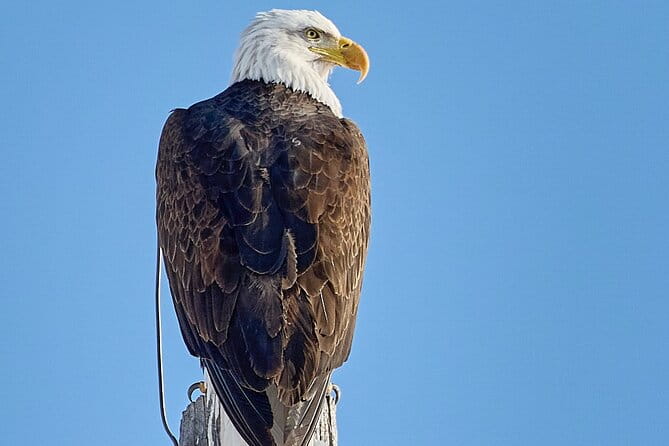 Private Snake River Scenic Float with Teton Views - Wildlife and Scenery You’ll Likely Encounter