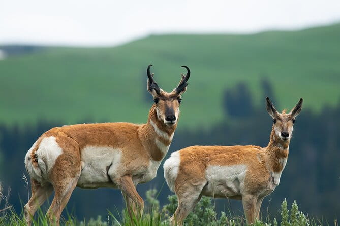 Private Sunset 4-Hour Grand Teton Wildlife Adventure - The Itinerary in Detail