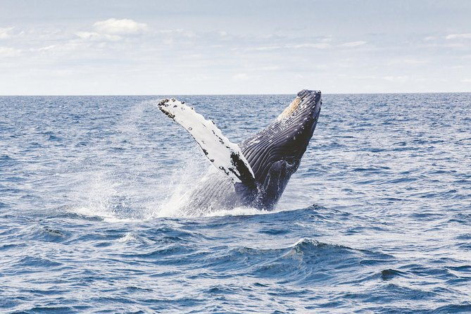 Private Whale Watching Adventure - What Reviewers Are Saying