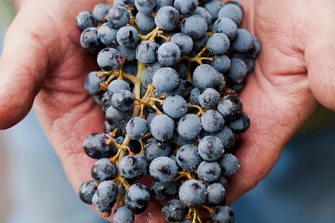 Private Wine Tour with Tastings from Eugene - Practical Details and Tips