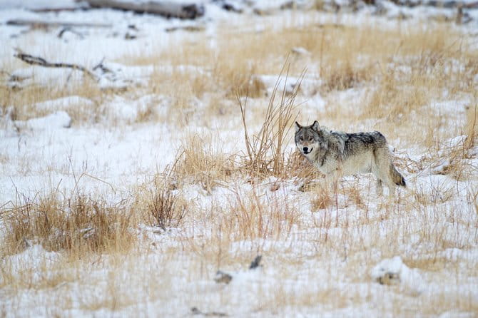 Private Yellowstone Winter Wolf Watching and Wildlife Safari - What’s Included and What’s Not