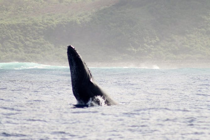 RAFT ADVENTURE - Whale Watch Discovery - FAQs
