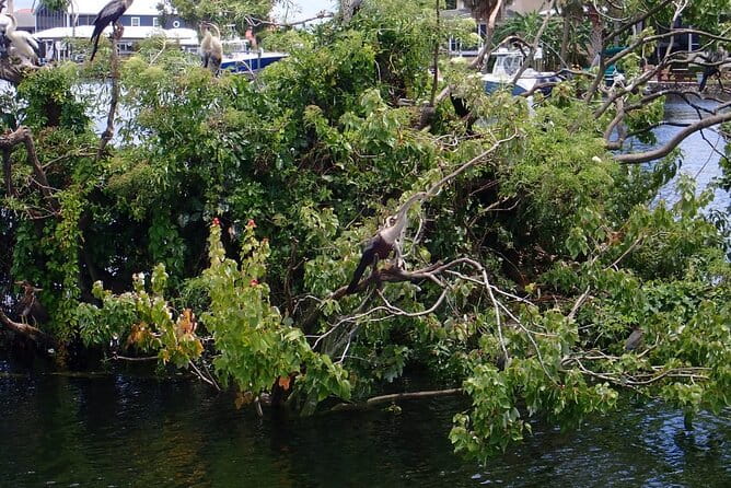 River Cruise Tour with Manatee Viewing - What Travelers Say: Authentic Perspectives