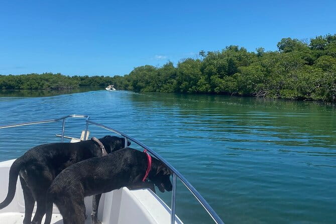 Sandbar Snorkel in the backcountry of Key West - The Real Value: Is It Worth the Price?
