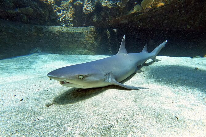 Scuba Diving in Maui with No Experience Needed - The Guides: Knowledgeable and Patient