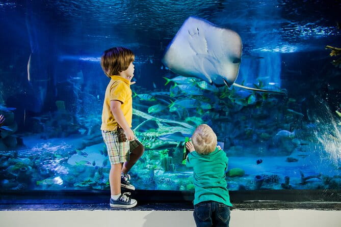 SEA LIFE Aquarium Grapevine Admission Ticket - A Detailed Look at SEA LIFE Aquarium Grapevine