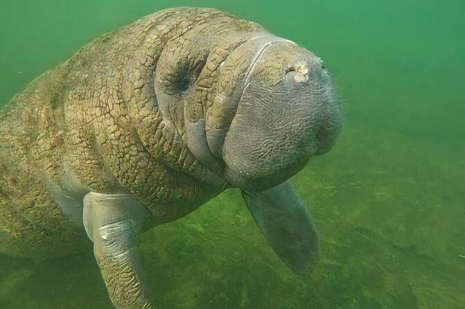 Semi-Private Manatee Swim Tour With Guide (Photos Included) - Why We Think This Tour Works