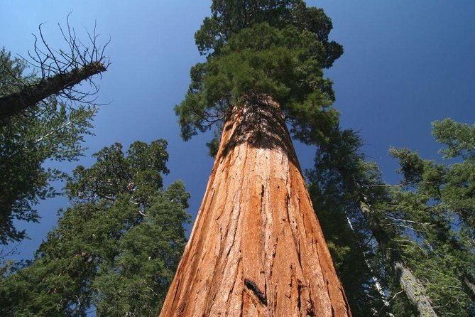 Sequoia National Park Adventure from Tulare - Practical Considerations