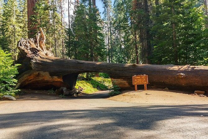 Sequoia National Park Private Tour - In-Depth Look at the Itinerary