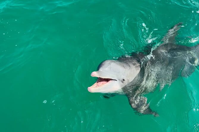 Shell Island Dolphin Sightseeing Boat Tour in Panama City Beach - Practical Tips for Your Trip