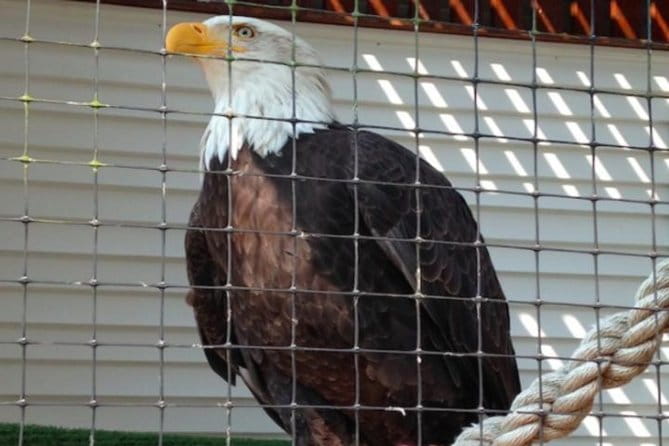 Sitka Shore Excursion: Bears, Raptor Center, & Totem Park Tour (Small Group) - What Travelers Say: Pros and Cons