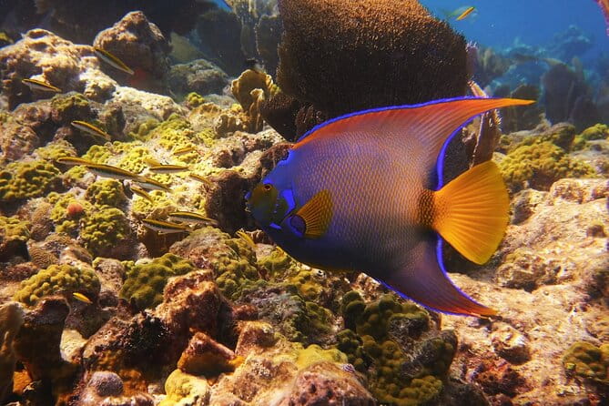 Small Group Key West Snorkel Adventure - Practical Tips for Travelers