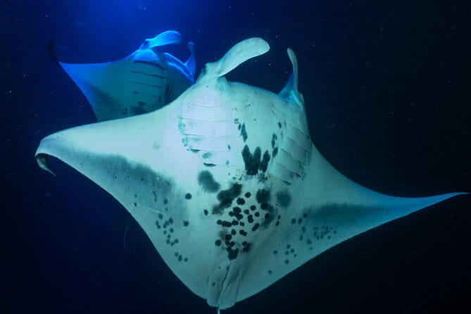Snorkel With Giant Manta Rays In Kailua Kona - Who Should Consider This Tour?