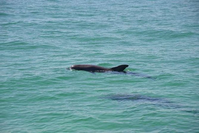Snorkeling, Shelling & Eco Excursion - The Sum Up