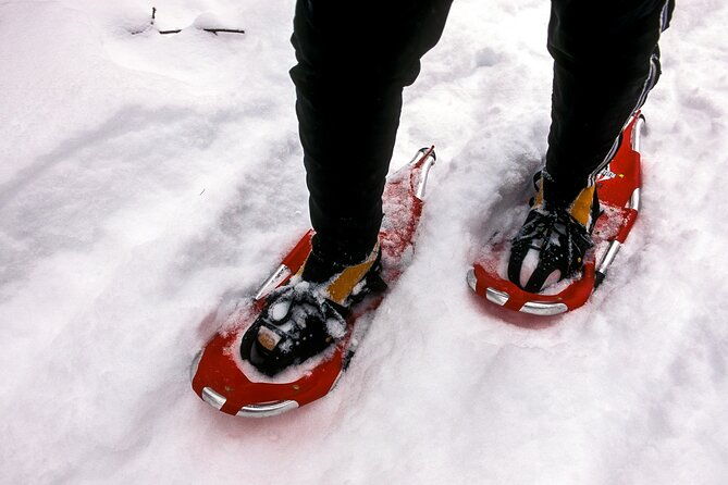 Snowshoe OR Cross Country Ski Tours in Glacier National Park - Activities & Experience Details