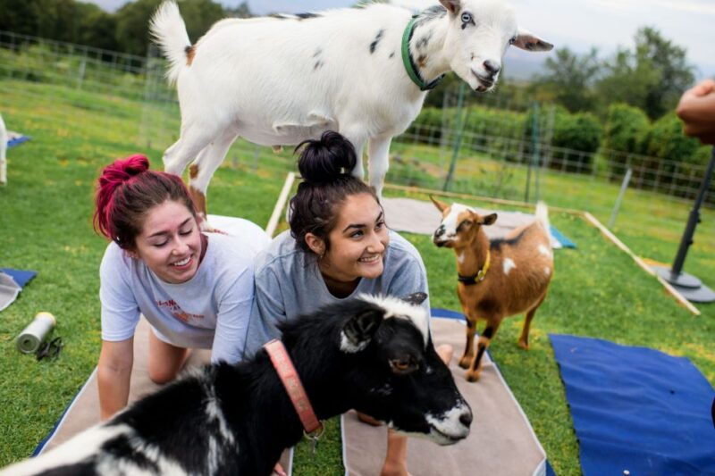 Sunset Maui Goat Yoga with Live Music - The Location and Setting