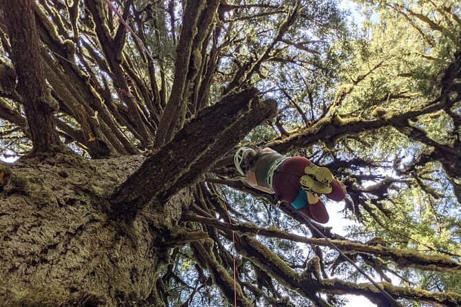 Sunset Tree Climb at Silver Falls State Park - Who Should Consider This Experience?