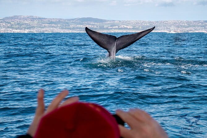 Supreme 2hr Whale/Dolphin Watching Newport Beach, 6 person max - Who This Tour Is Best For