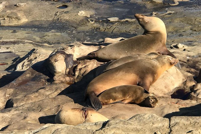 The La Jolla Tour - Detailed Itinerary Breakdown