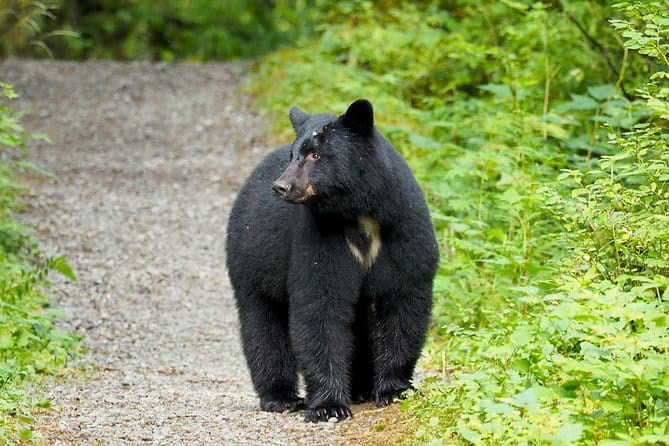 Traitors Cove Bear Viewing - The Value of the Experience